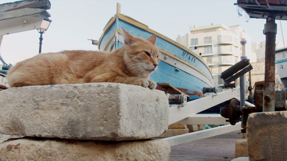 野良猫100万匹！　マルタ共和国に迫ったドキュメンタリー映画『ねこしま』来年1.10公開決定＆予告編解禁