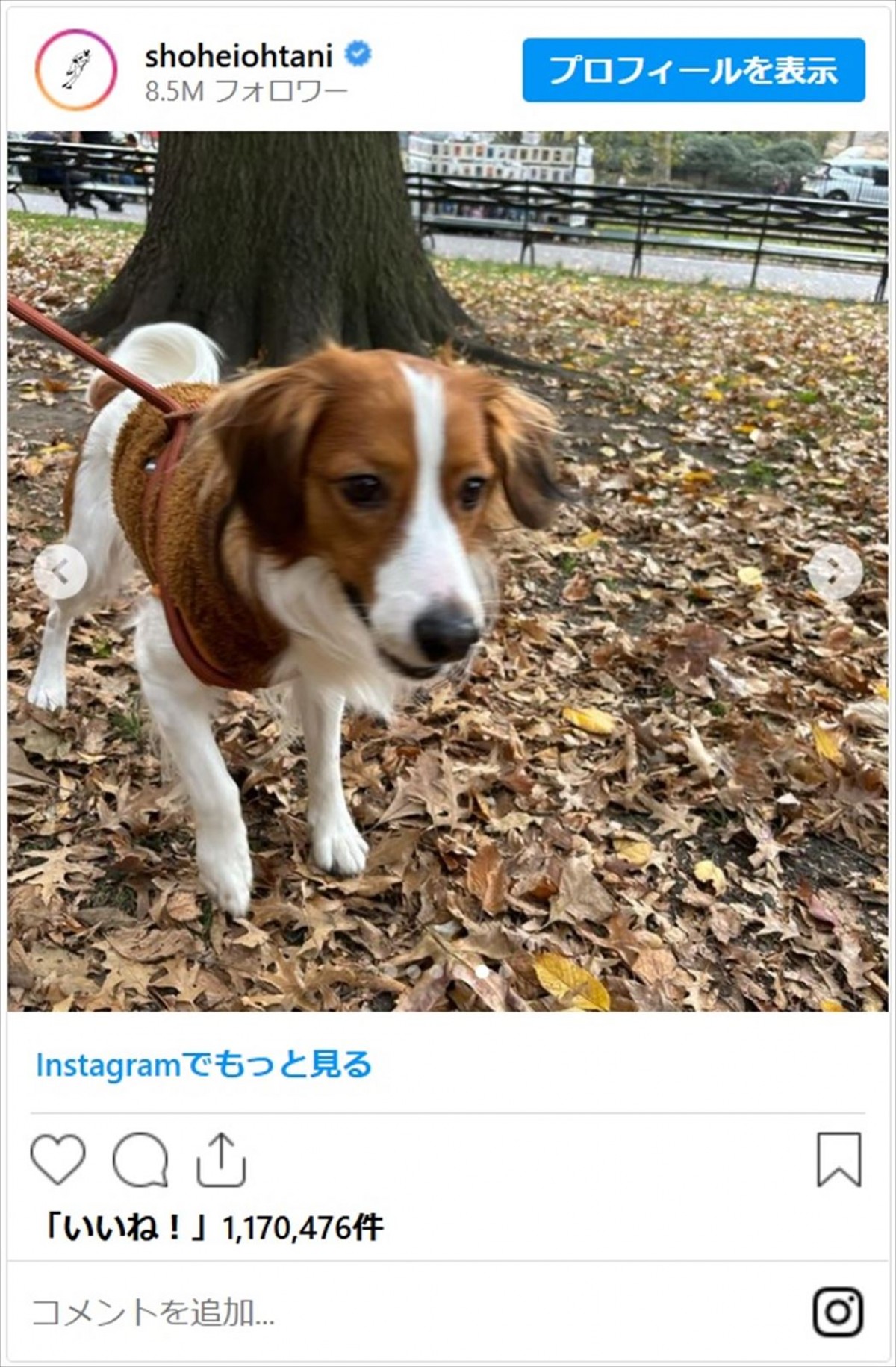 大谷翔平の愛犬・デコピンのかわいすぎ最新ショットに「癒しのデコピン」「デコくんもお疲れさま」