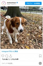 大谷翔平の愛犬・デコピンの愛くるしすぎる最新ショット　※「大谷翔平」インスタグラム