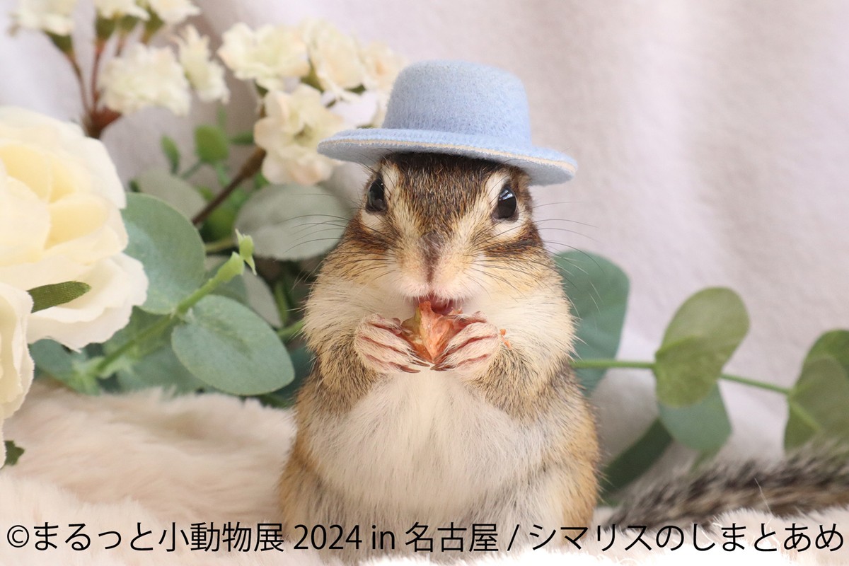 20240209「まるっと小動物展 2024 in 名古屋」