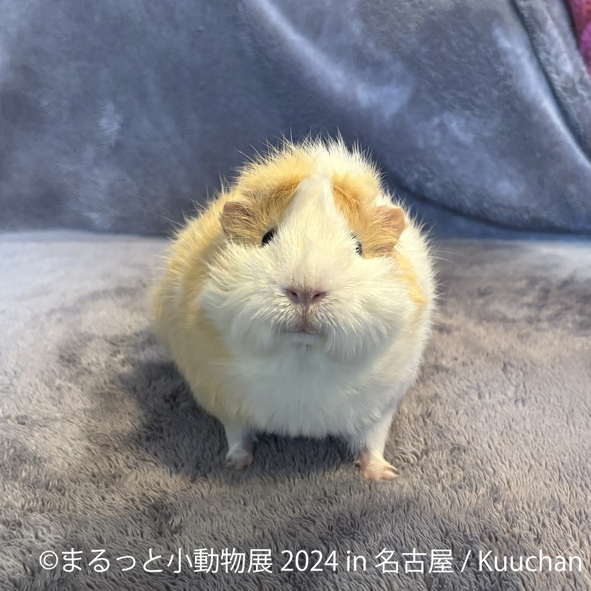 20240209「まるっと小動物展 2024 in 名古屋」