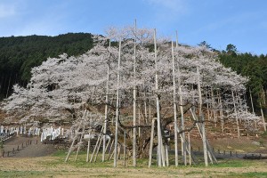 20240308「じゃらん 会いに行きたい一本桜ランキング」