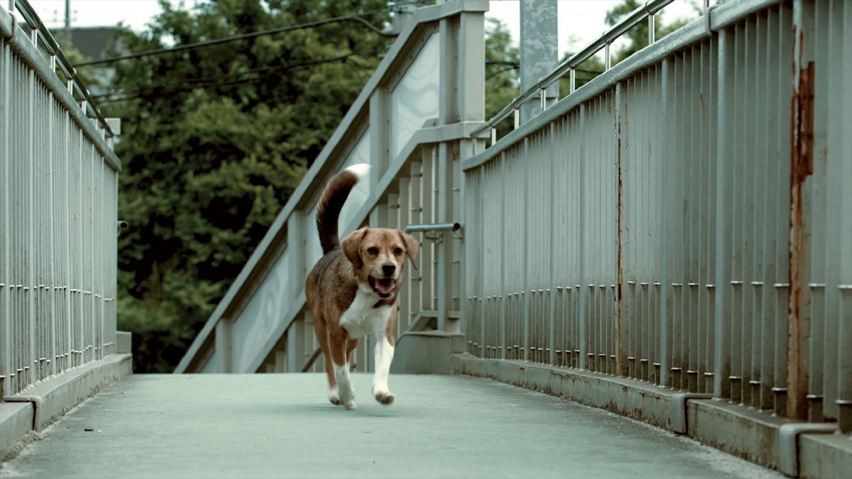 ある保護犬の感動の実話『石岡タロー』3.29東京公開決定！　ヒロイン・渡辺美奈代らからコメント到着