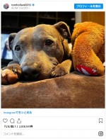 トム・ホランド、愛犬テッサの死を悼む※「Tom Holland」インスタグラム