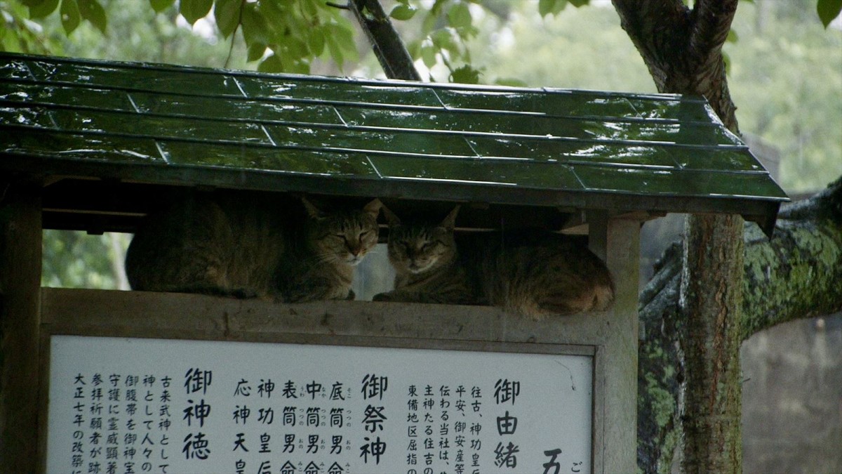 人と猫と自然の共生を映し出すドキュメンタリー映画『五香宮の猫』本予告解禁　ほしよりこ、小林聡美らのコメントも到着