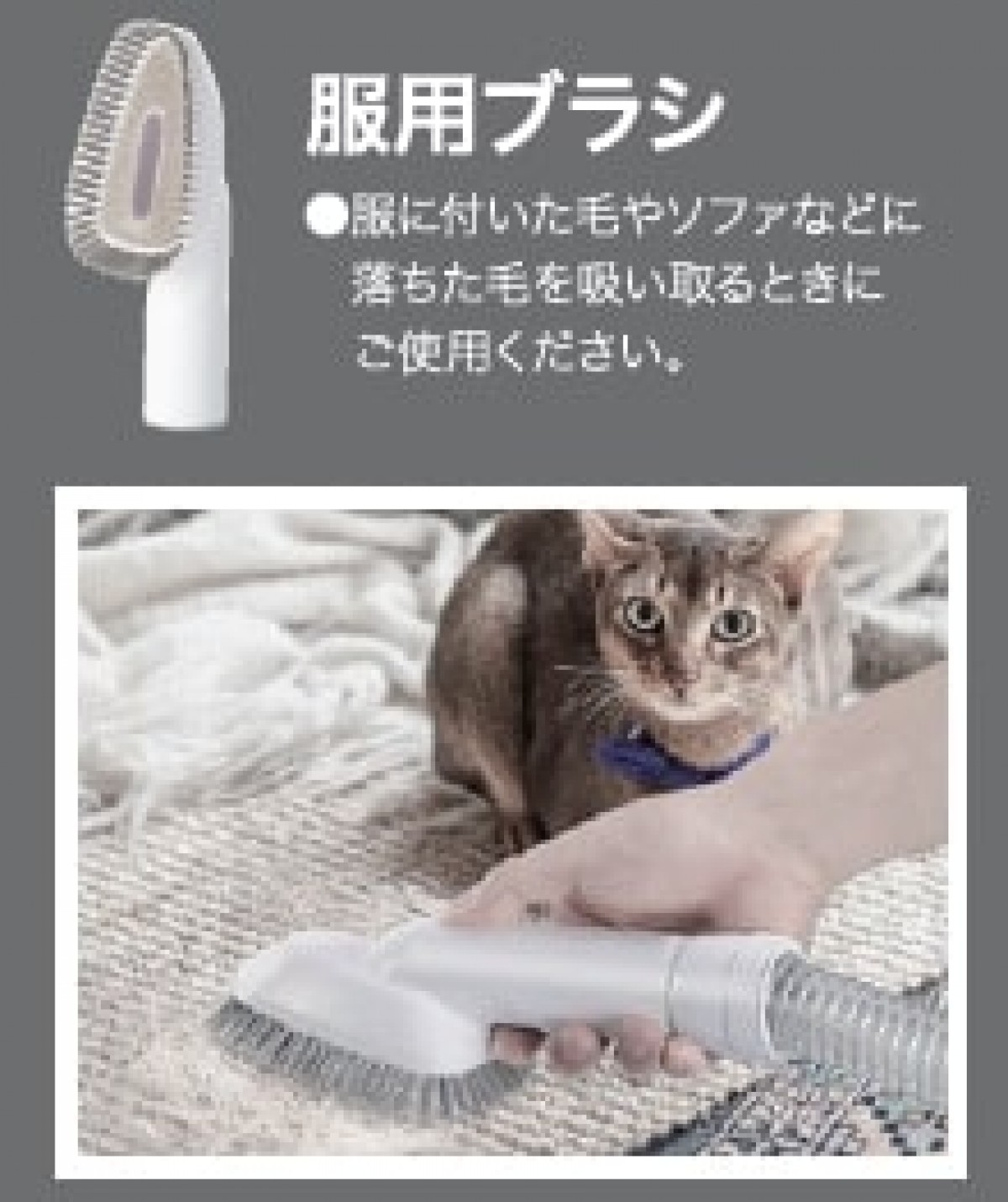 「ニトリ」×「エディオン」ペット家電＿20240902