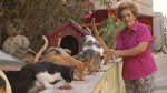 映画『ねこしま』場面写真