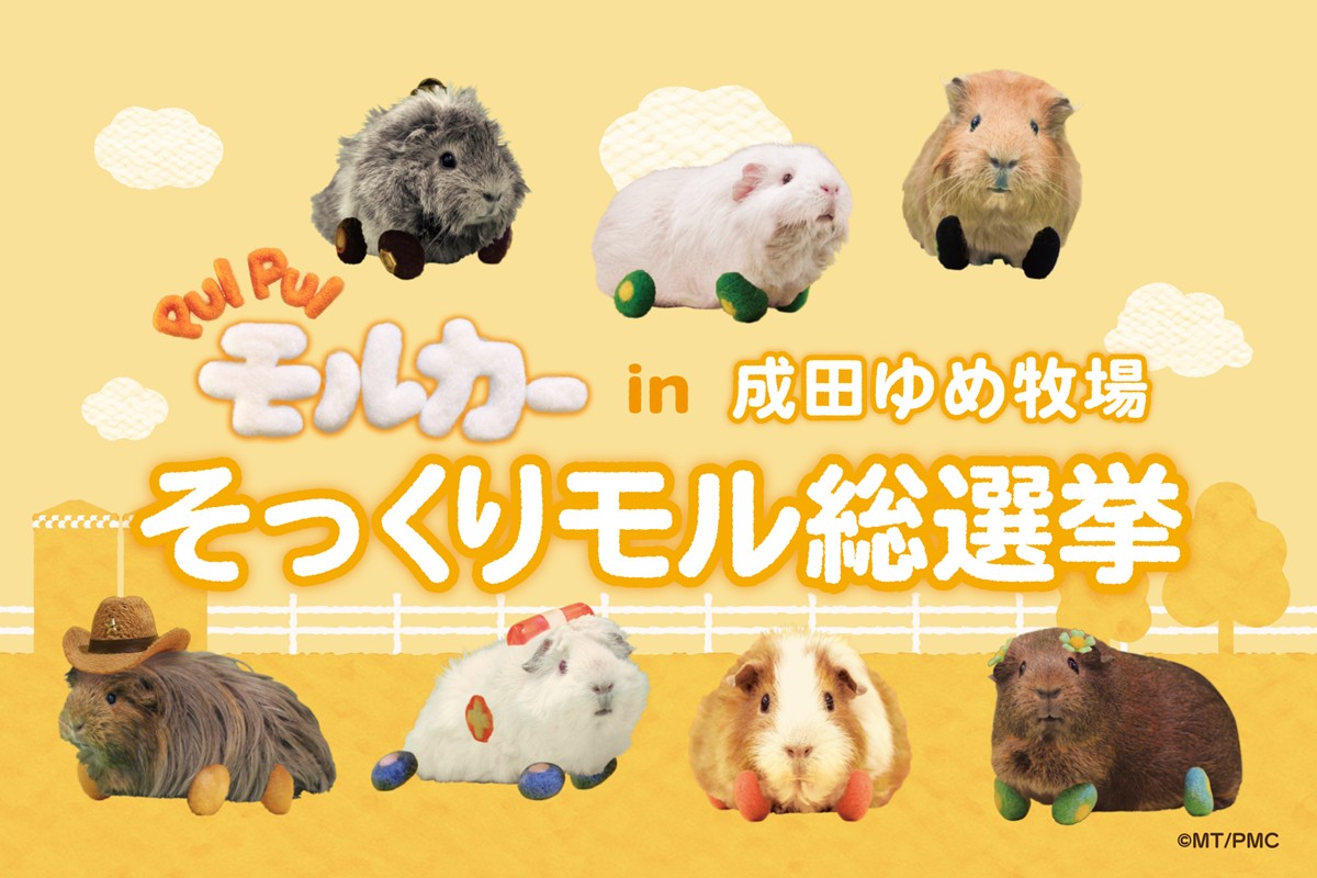 20241005「PUI PUI モルカー in 成田ゆめ牧場～はじめましてゆめぼくもるちゃんズ～」