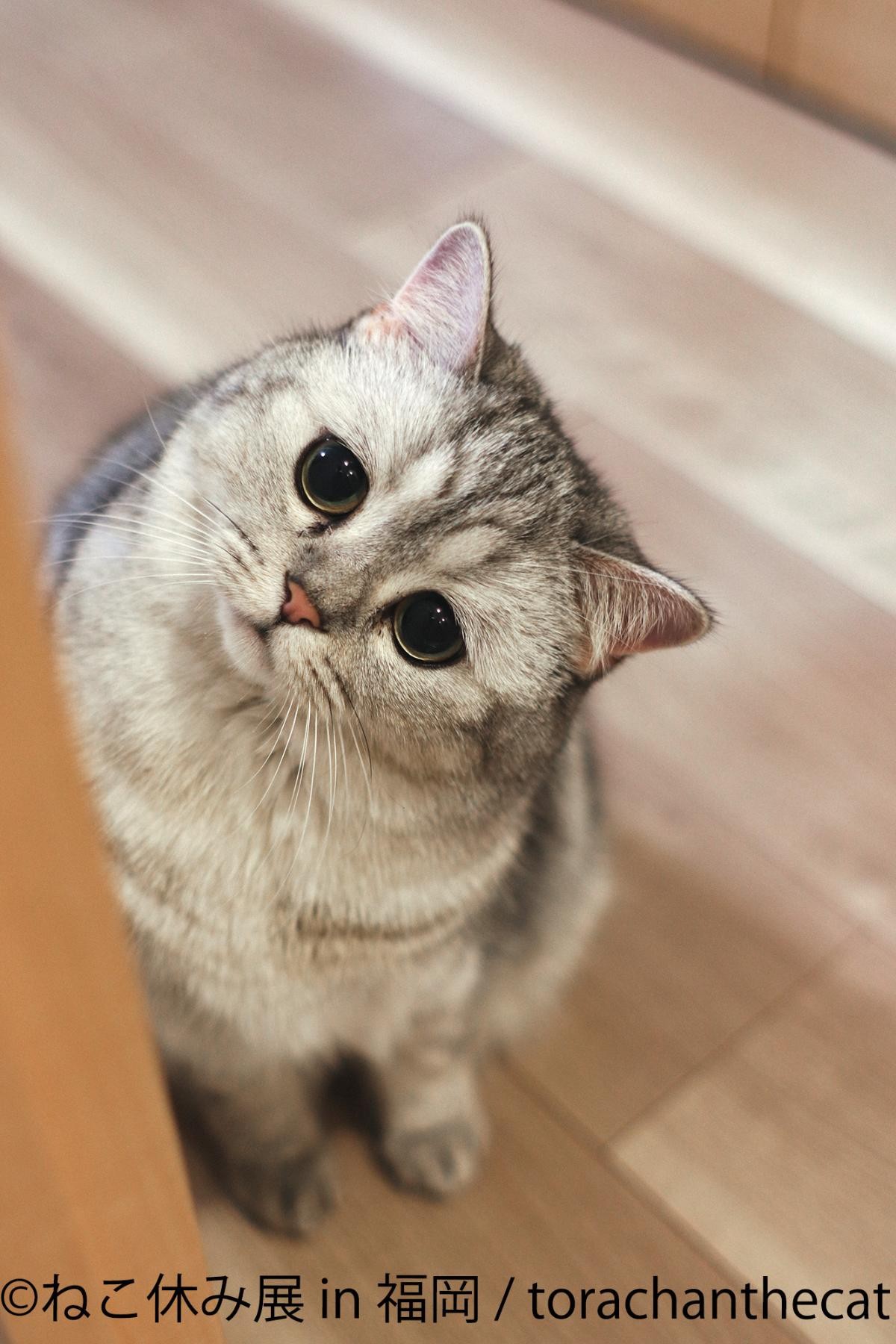 20241118「ねこ休み展 2024－25 in 福岡」