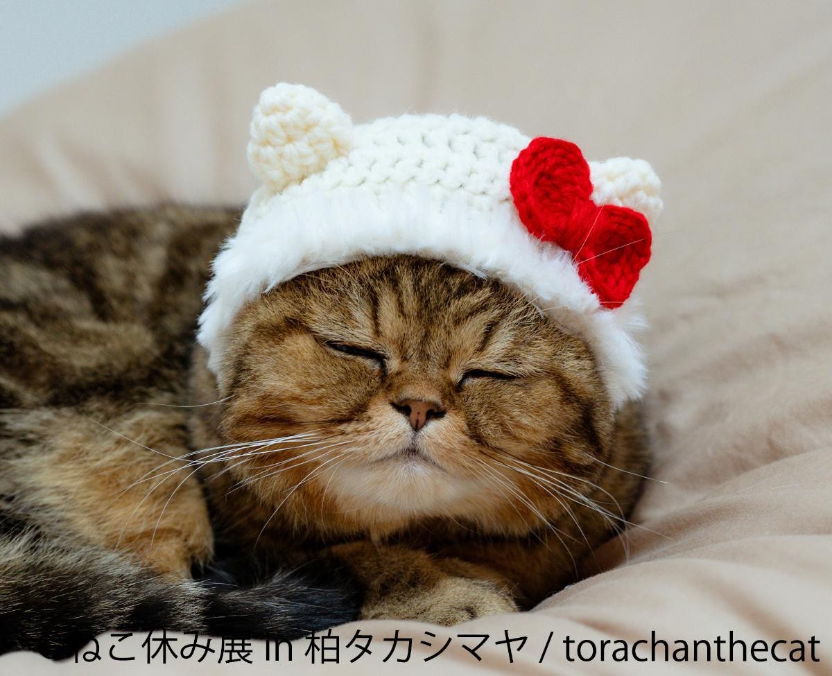 20250228「ねこ休み展 in 柏タカシマヤ」