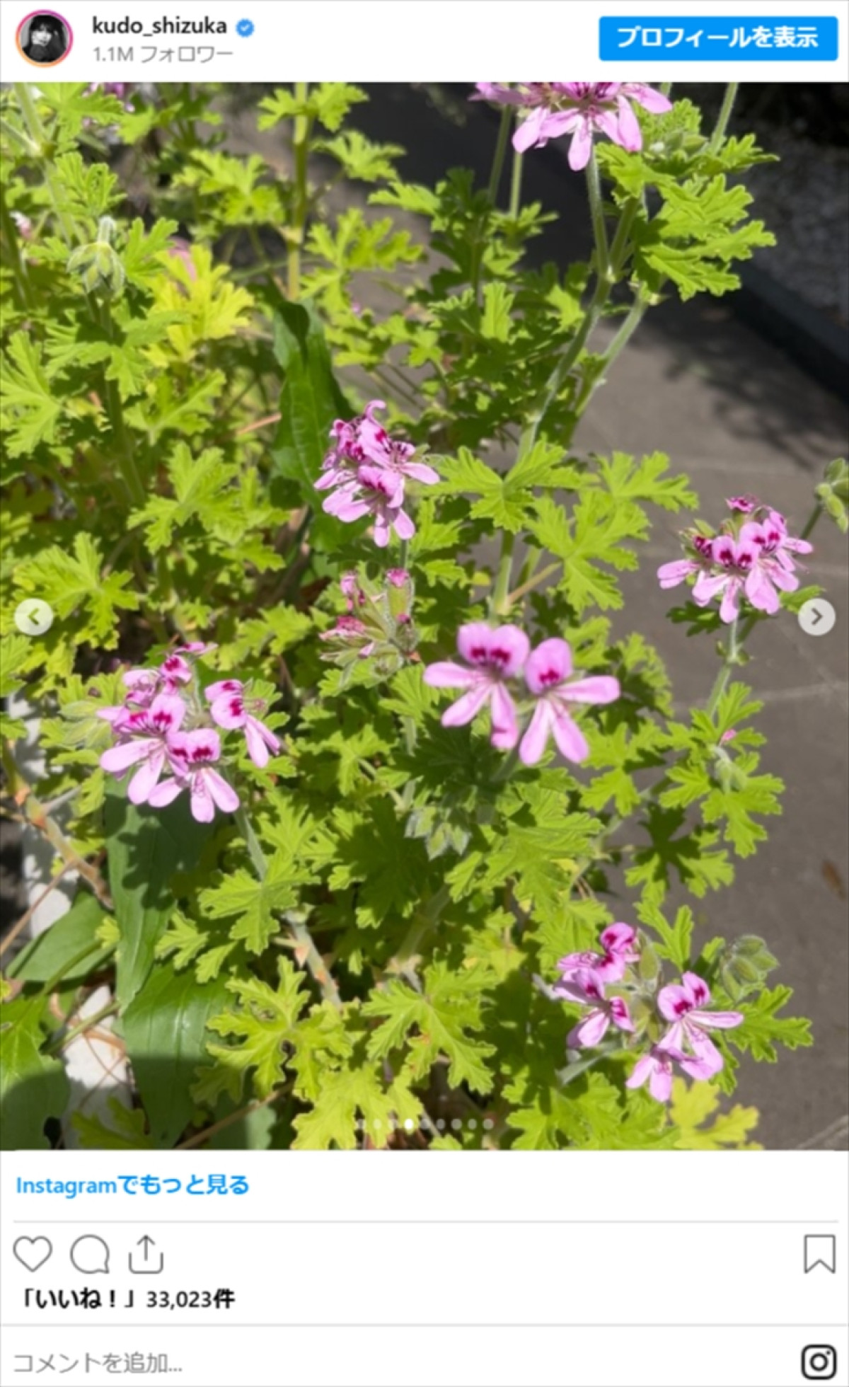 工藤静香、庭の花たちを紹介「素敵すぎる」「植物園ですね」「愛情いっぱい」