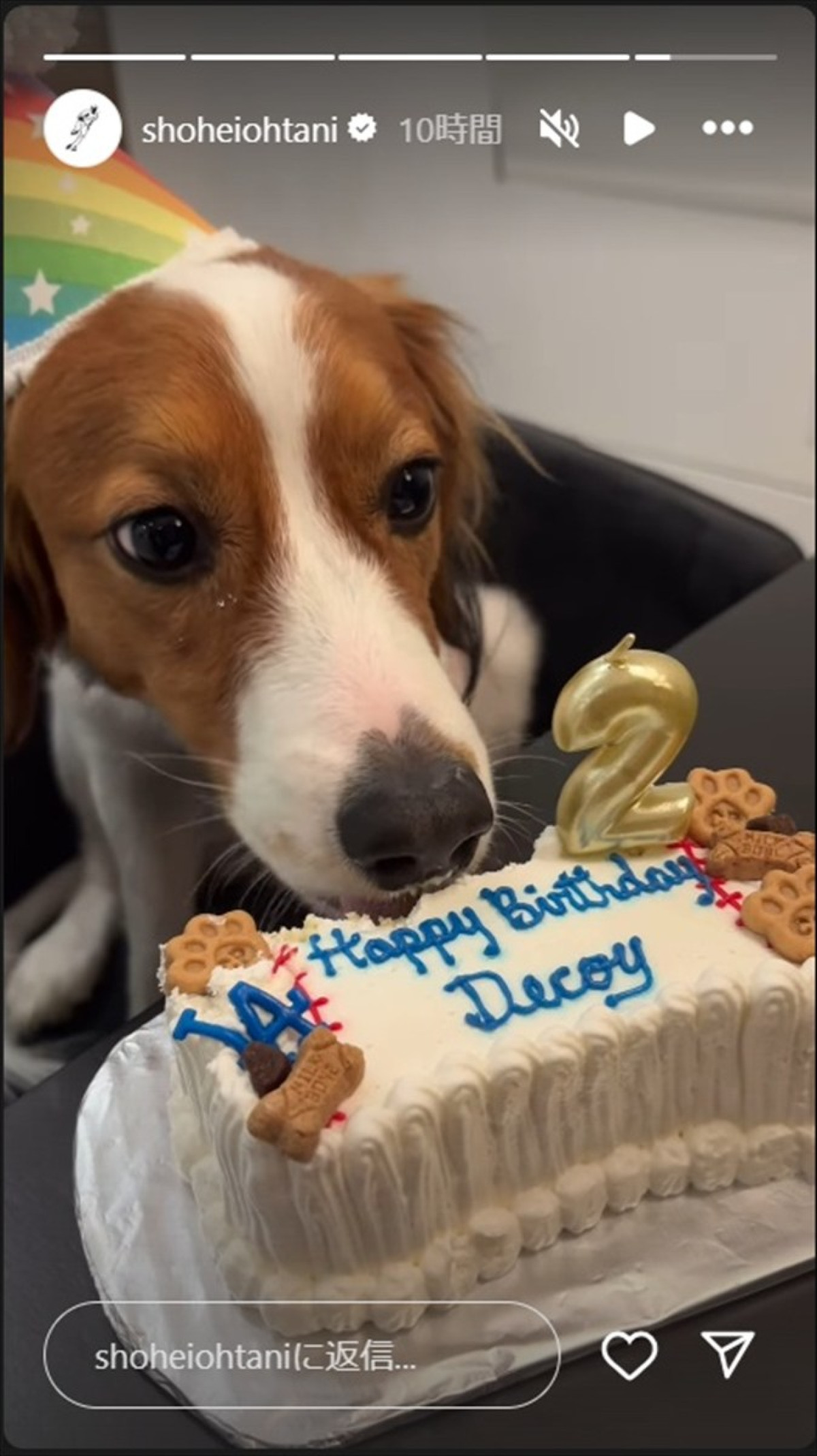 大谷翔平の愛犬・デコピンが2歳に　プレゼントのケーキを喜ぶ姿がかわいすぎる