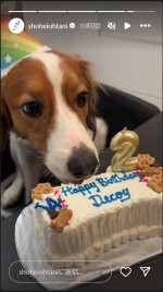 大谷翔平、愛犬・デコピンの2歳の誕生日をケーキでお祝い　※「大谷翔平」インスタグラム