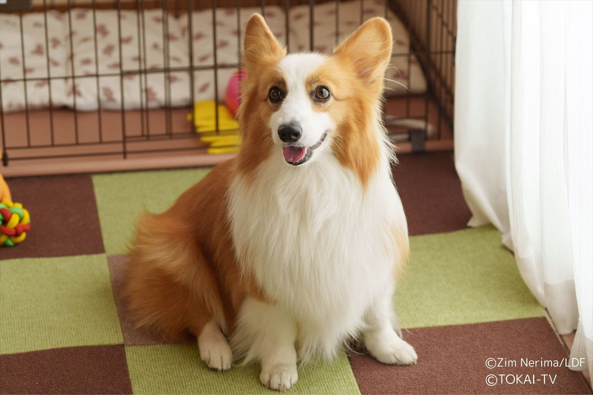 『おっパンSP』愛犬の声に中村悠一が決定！　ゲストには徳重聡、雛形あきこ　映画キャストもちらり