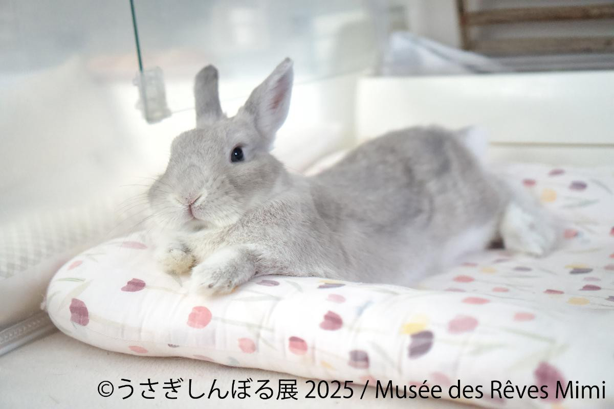 20250815「うさぎしんぼる展 2025」