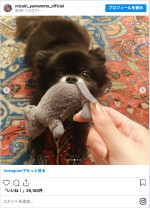 山本美月の愛犬・こつめちゃん　※「山本美月」インスタグラム