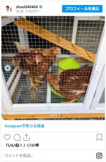照英が紹介した新しい家族　※「照英」インスタグラム