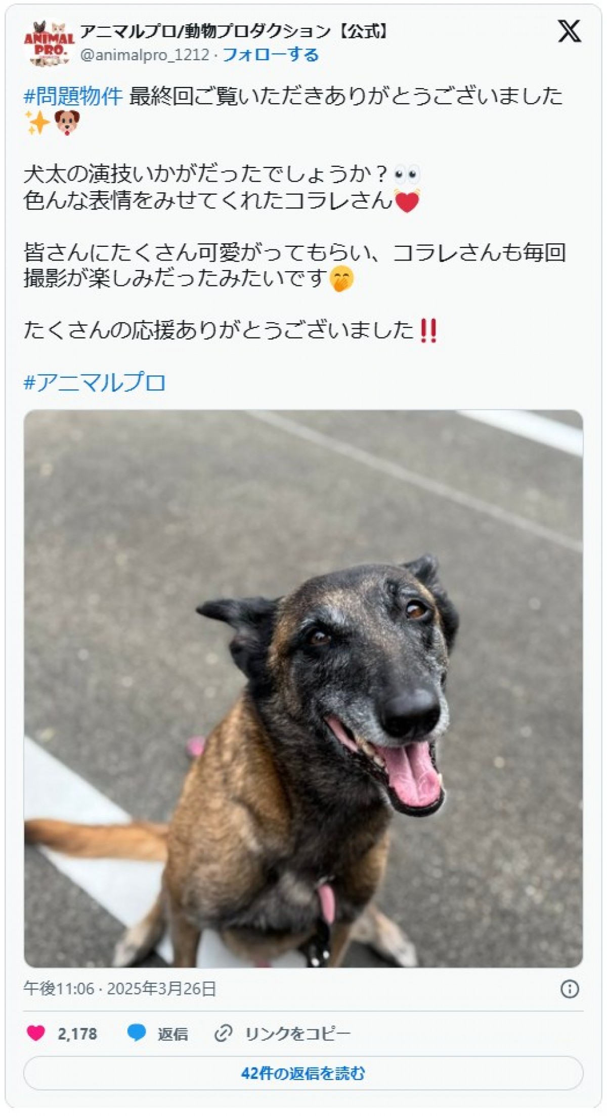 犬太を演じたコラレ ※「アニマルプロ/動物プロダクション【公式】」エックス