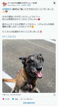 犬太を演じたコラレ　※「アニマルプロ／動物プロダクション【公式】」エックス