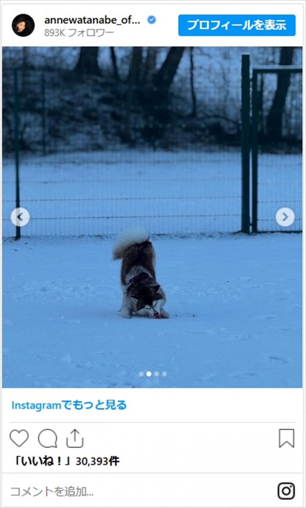 「みーんな身につけています」フィンランド移住の杏、かわいい愛犬たちの姿に反響「いい勉強になりました！」