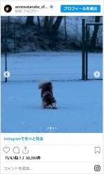 杏、移住先のフィンランドから愛犬たちの様子を公開　※「杏」インスタグラム