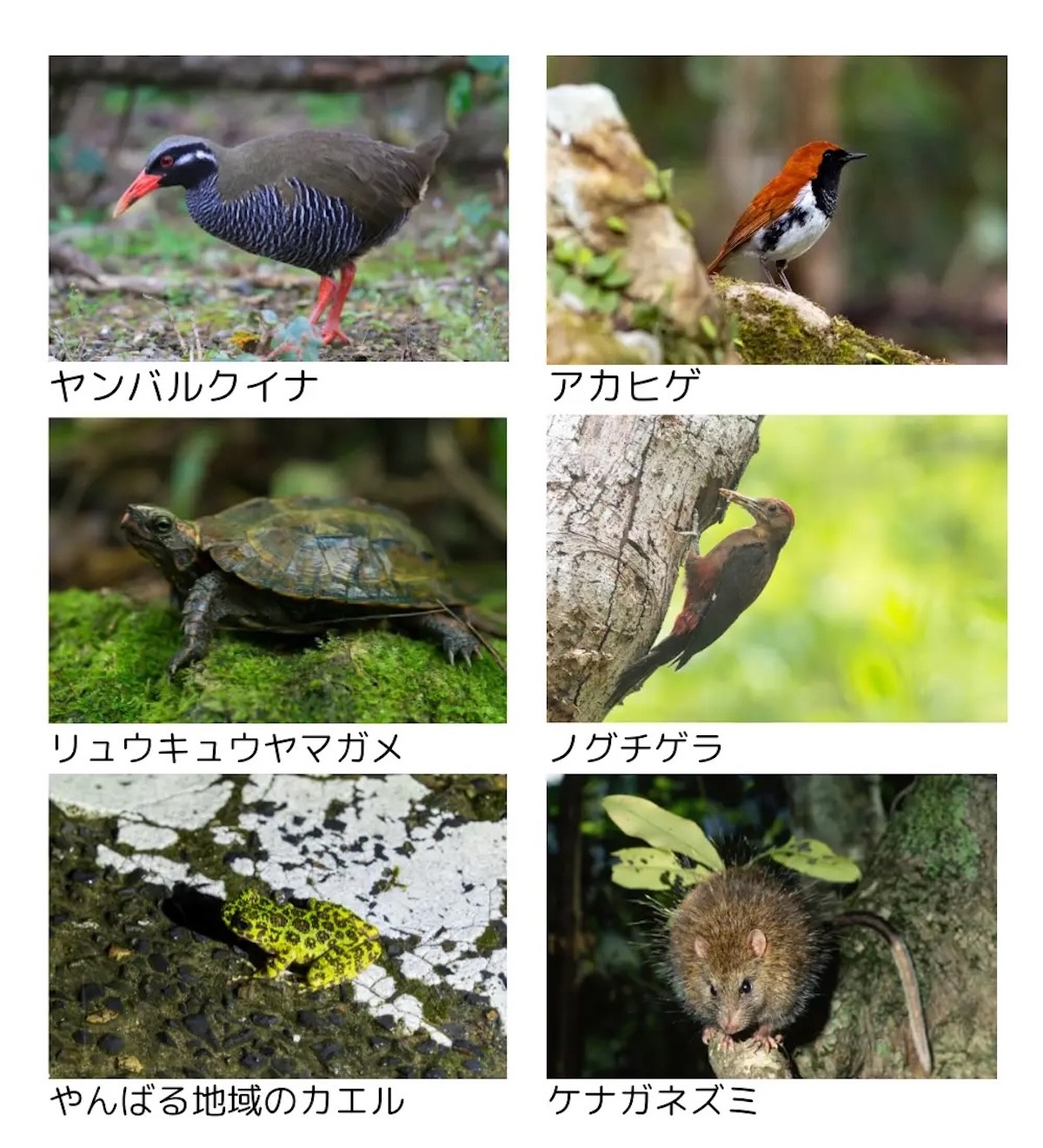 250409_やんばるフレンズ