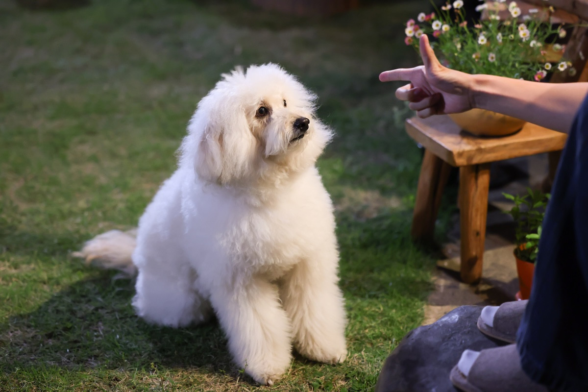 清原果耶×成田凌×ナ・イヌが織りなす“こじらせ大人”のラブストーリー『初恋DOGs』今夜スタート