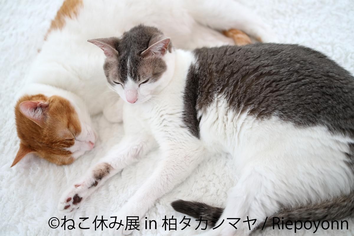 20250228「ねこ休み展 in 柏タカシマヤ」