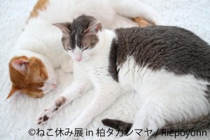 20250228「ねこ休み展 in 柏タカシマヤ」