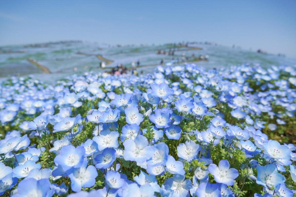 20250321ひたち海浜公園“ネモフィラ”