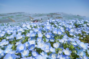 茨城・ひたち海浜公園“ネモフィラ”の見頃を発表！　開花は昨年より2日早い予想