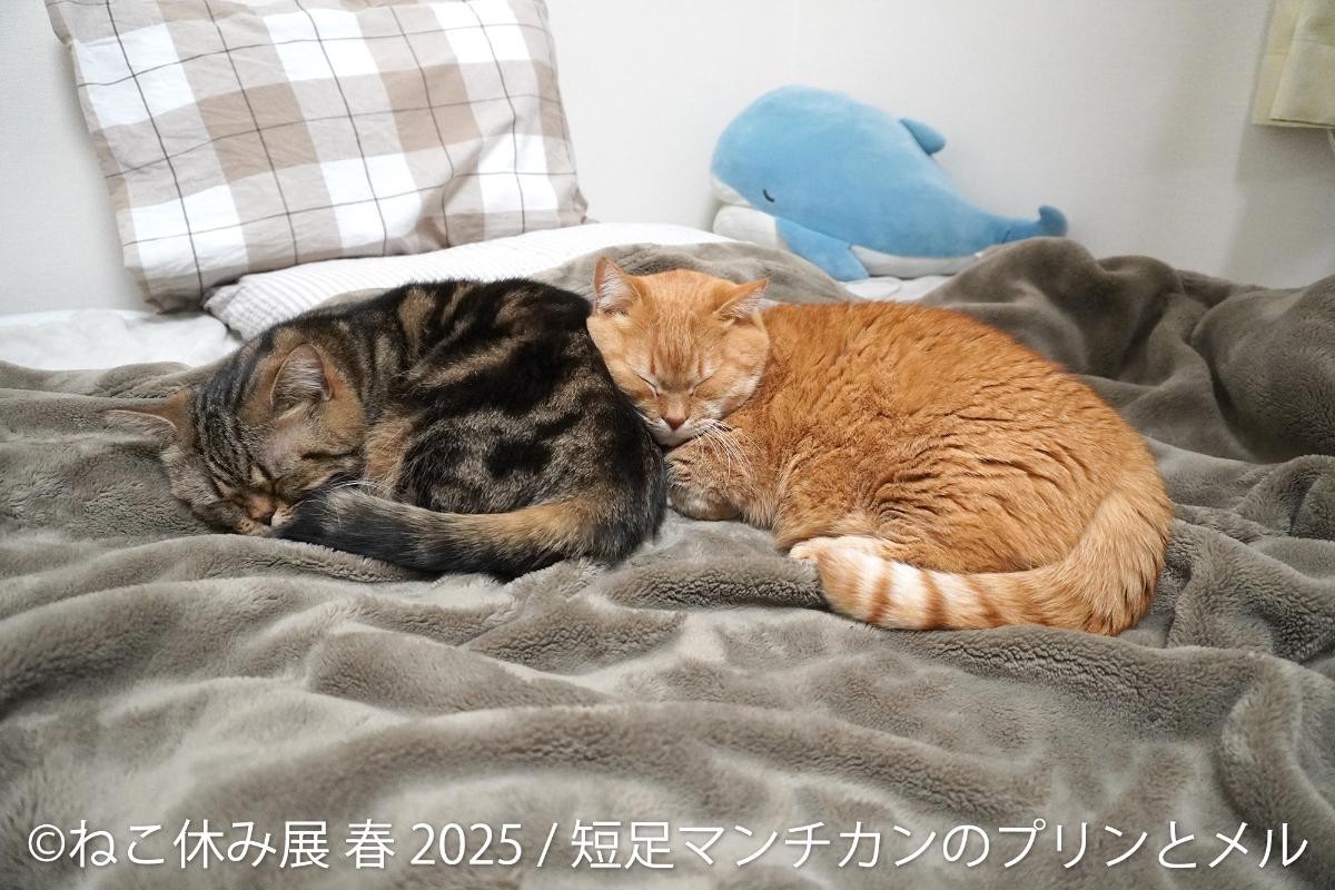 20250325「ねこ休み展 春 2025 in 名古屋」