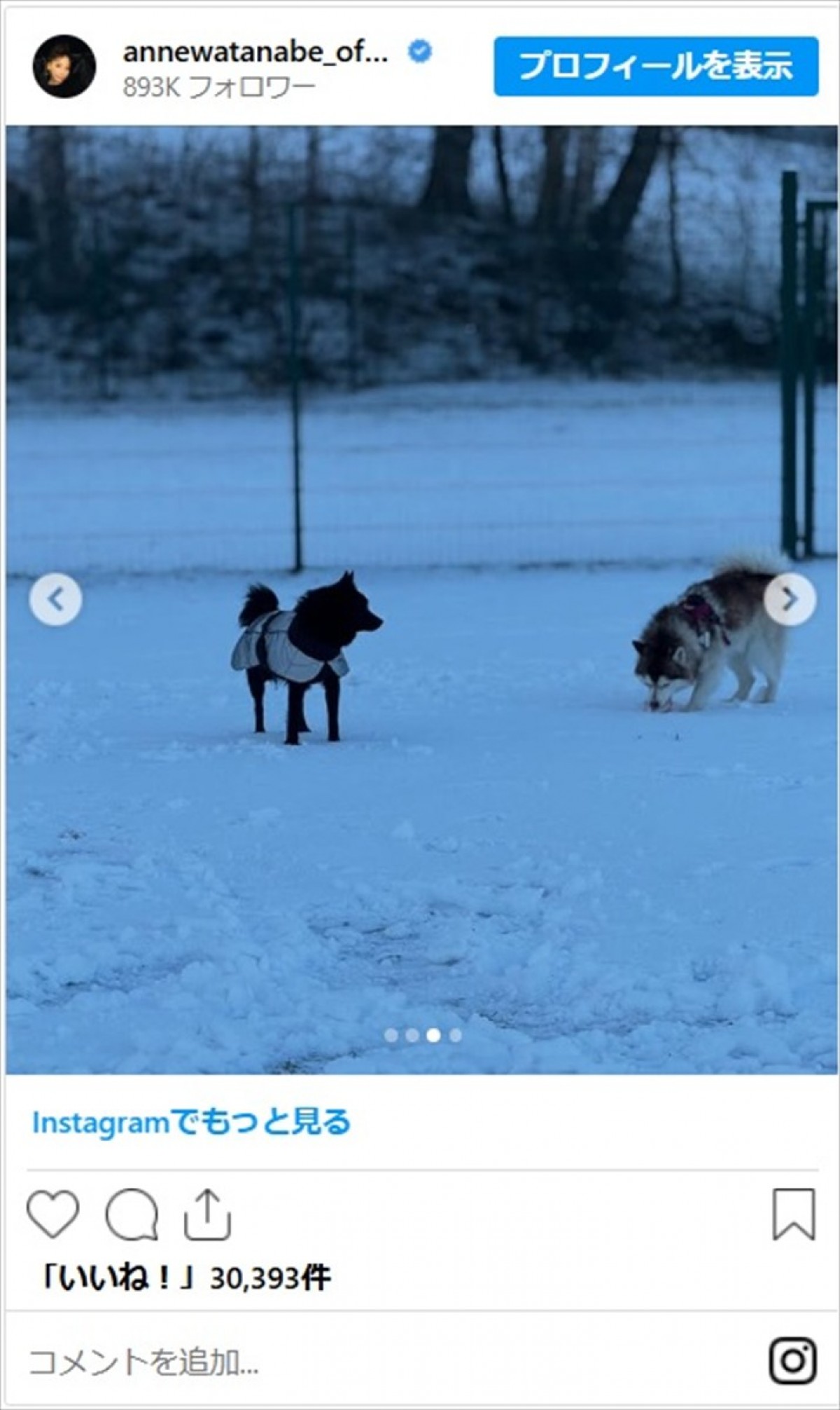 「みーんな身につけています」フィンランド移住の杏、かわいい愛犬たちの姿に反響「いい勉強になりました！」