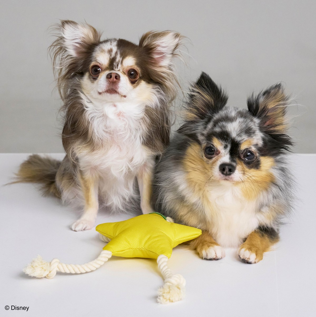 『KINGDOM HEARTS PETs』ペットグッズ＿20250403