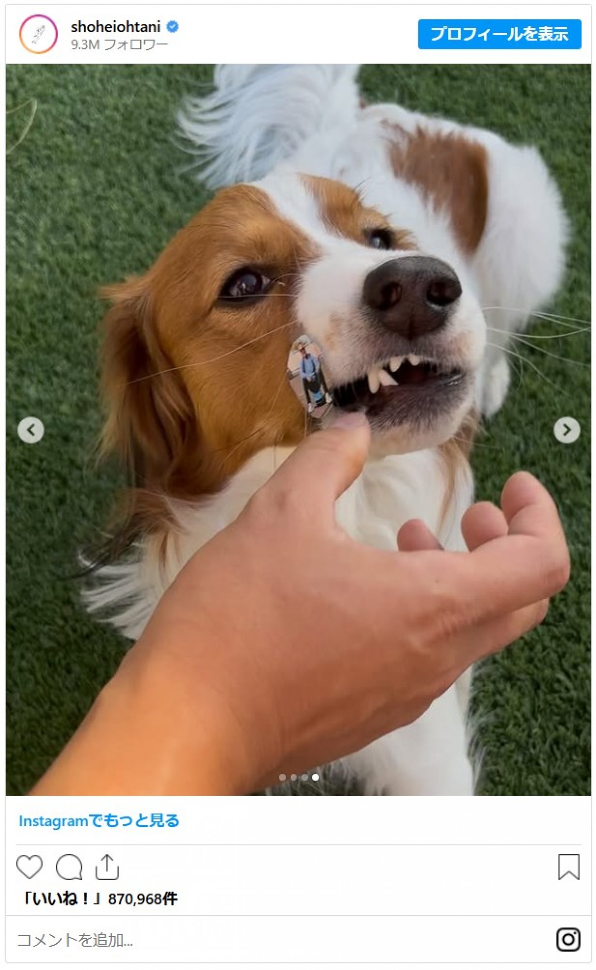 大谷翔平に並ぶ人気者！ 愛犬・デコピン、2025年のかわいすぎる瞬間を振り返り 「いつ見ても癒し」「幸運のワンちゃん」