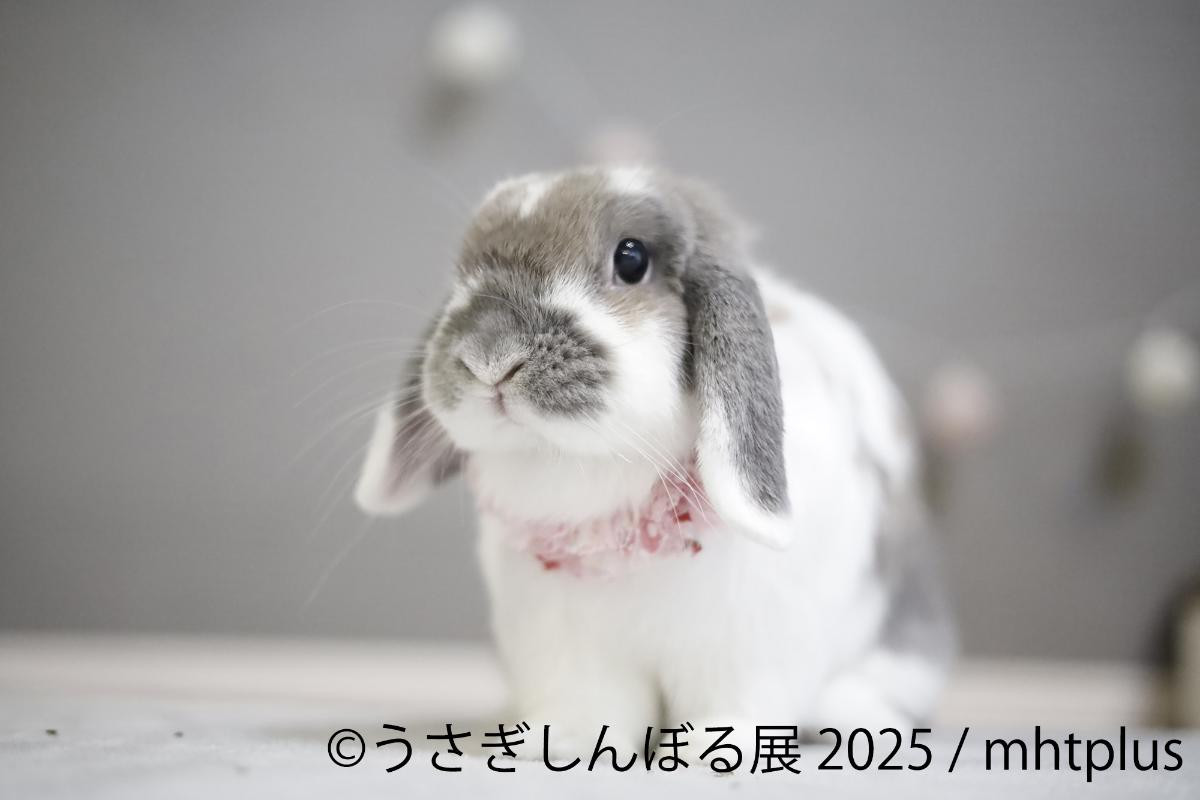 20250815「うさぎしんぼる展 2025」