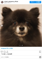 山本美月の愛犬・こつめちゃん　※「山本美月」インスタグラム