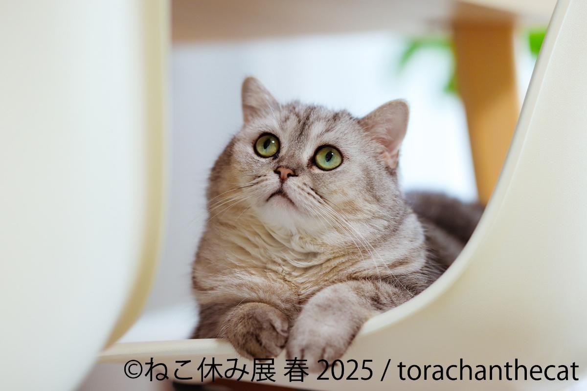20250325「ねこ休み展 春 2025 in 名古屋」