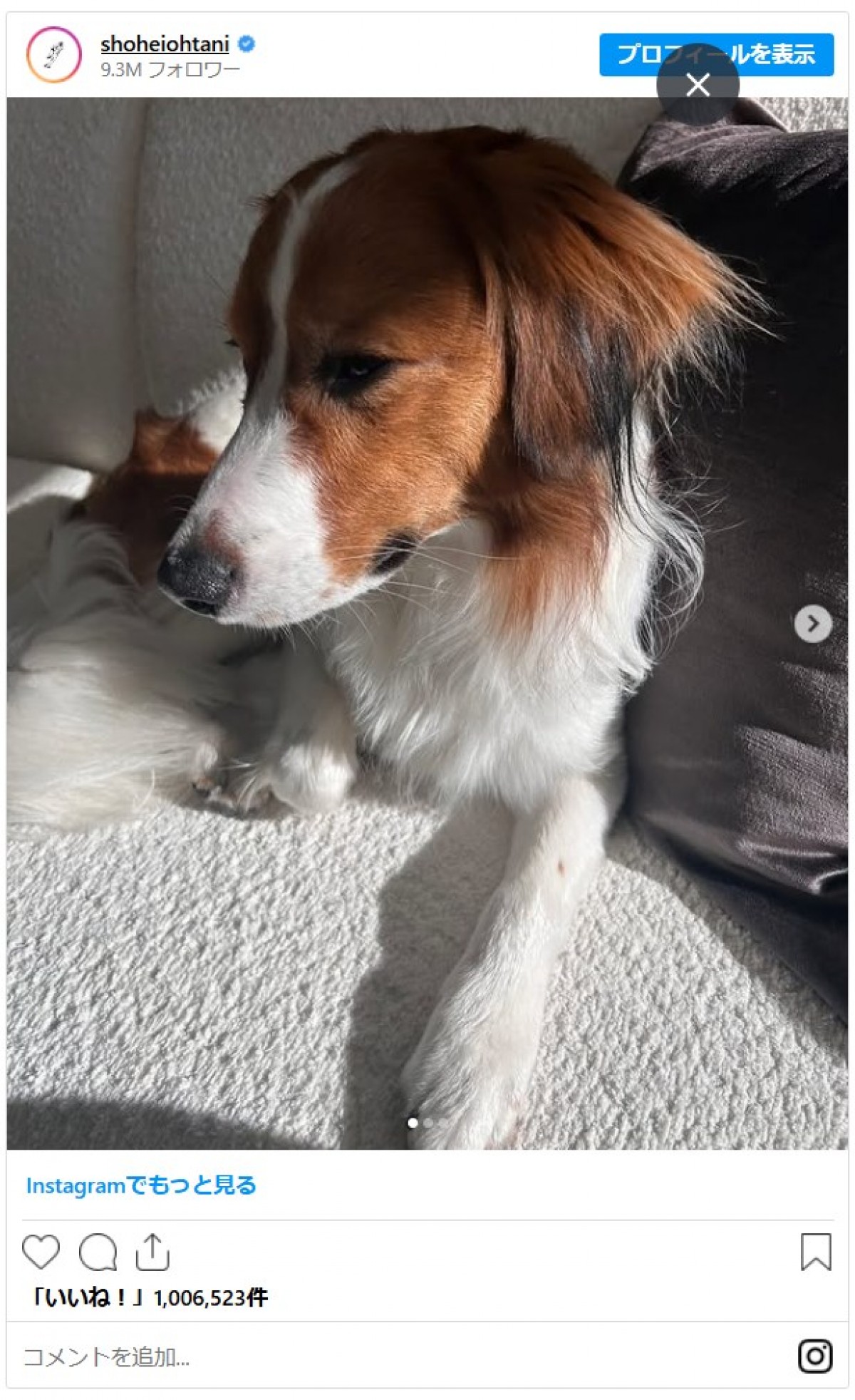 大谷翔平に並ぶ人気者！ 愛犬・デコピン、2025年のかわいすぎる瞬間を振り返り 「いつ見ても癒し」「幸運のワンちゃん」