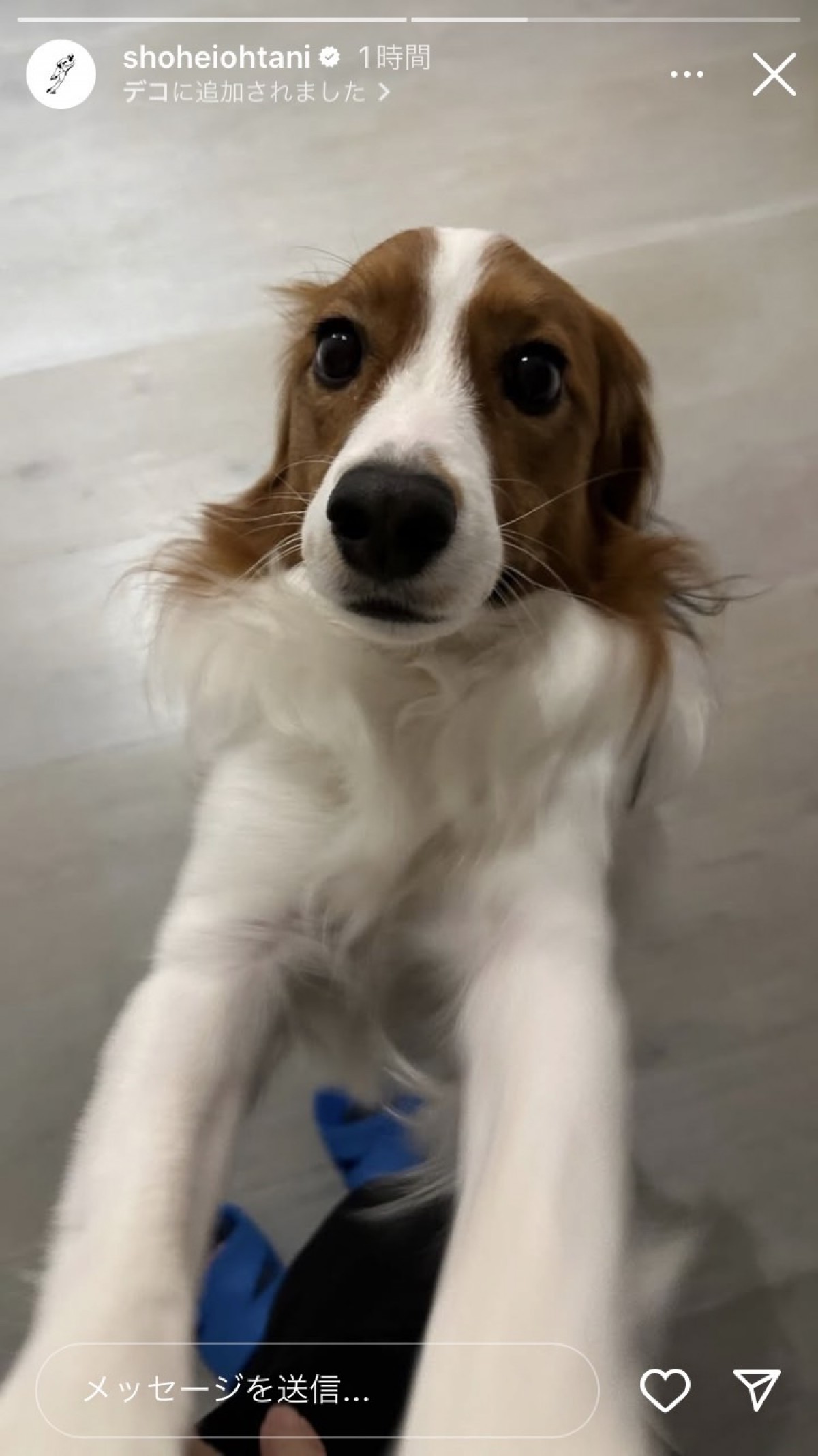 大谷翔平に並ぶ人気者！ 愛犬・デコピン、2025年のかわいすぎる瞬間を振り返り 「いつ見ても癒し」「幸運のワンちゃん」