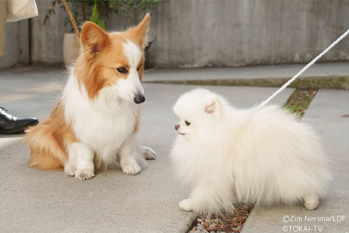 『おっパンSP』愛犬の声に中村悠一が決定！　ゲストには徳重聡、雛形あきこ　映画キャストもちらり