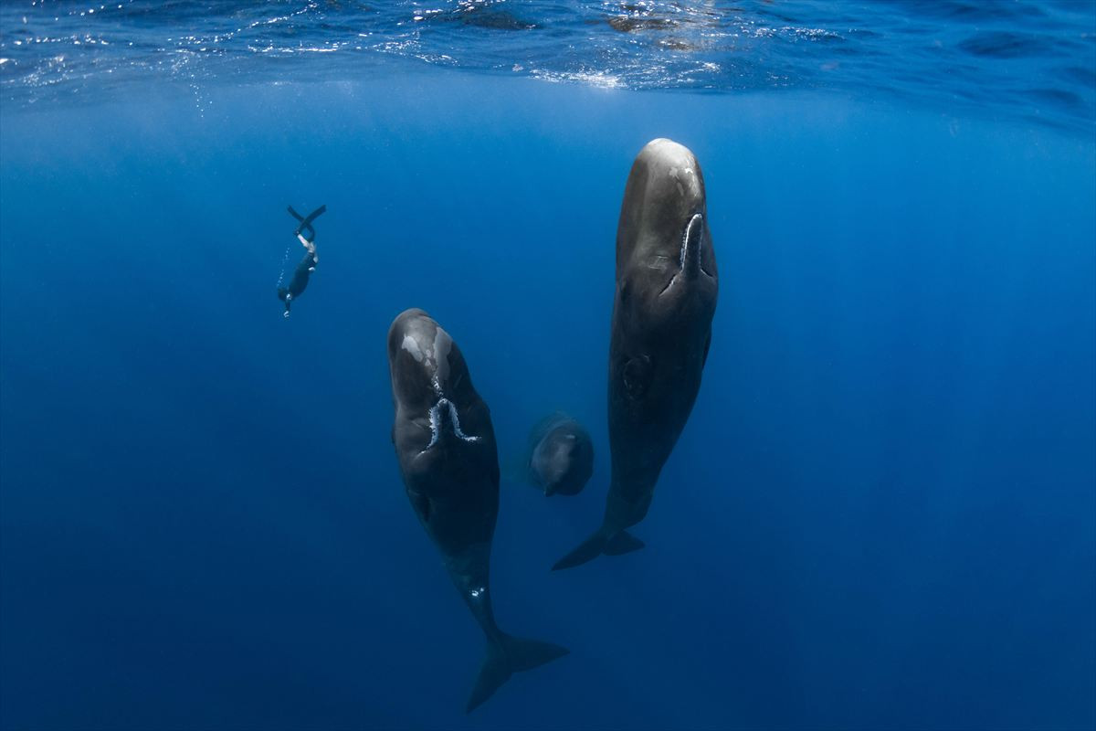 2組のカメラマンとクジラの友情を圧倒的な映像美でつづる『パトリックとクジラ』8.29日本公開