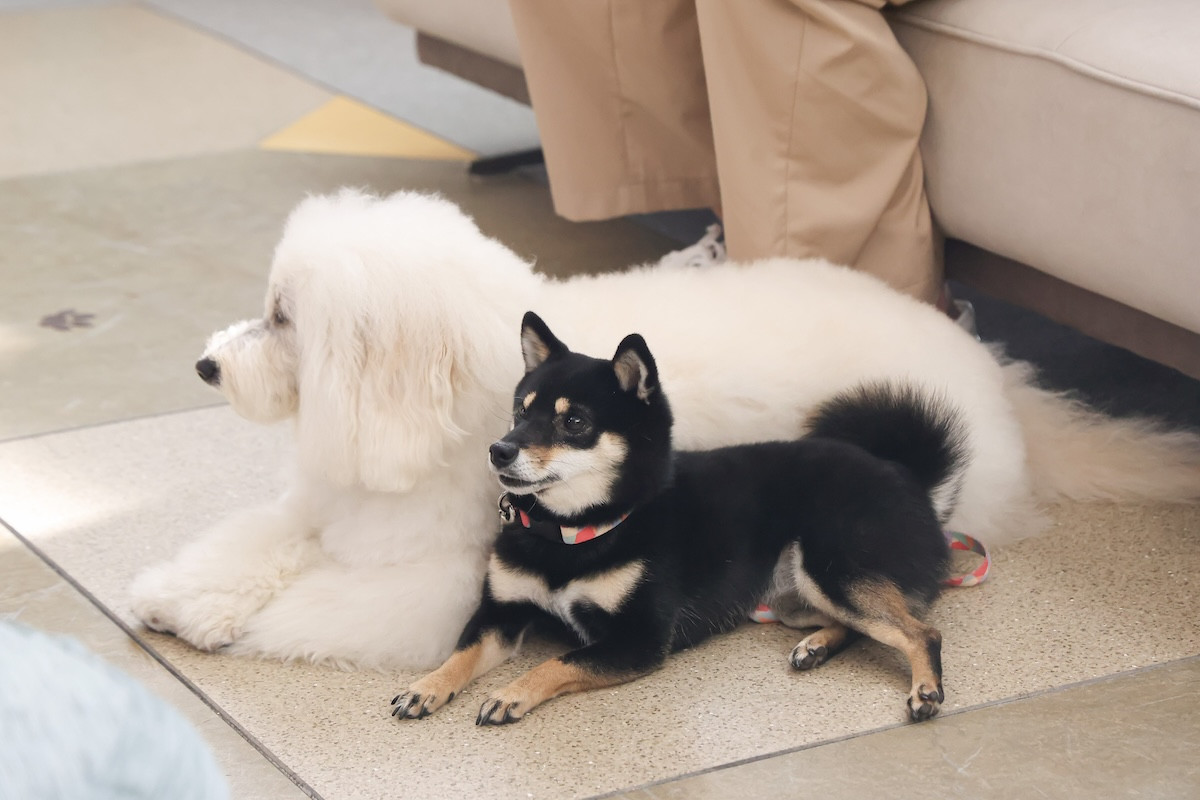 『初恋DOGs』“愛子”清原果耶＆“快”成田凌、キスシーンに称賛続々「まさかの愛子から」「さいっこう!!」