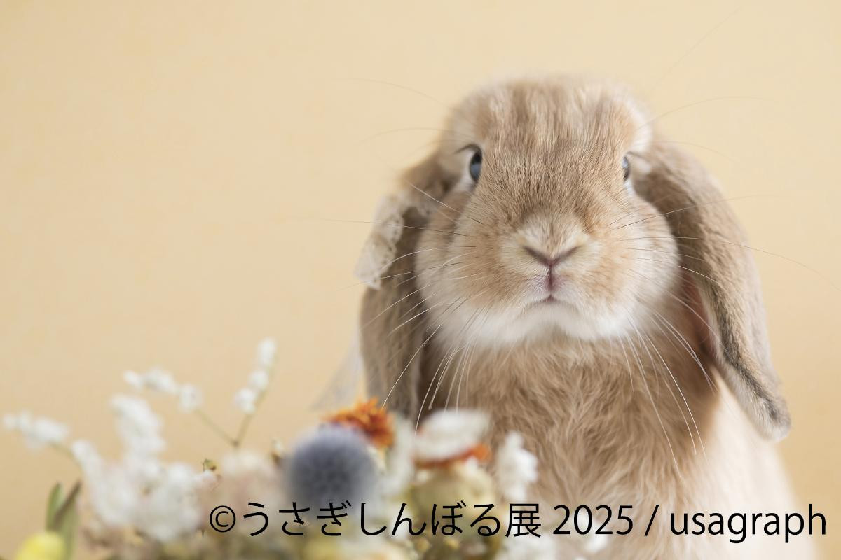 20250815「うさぎしんぼる展 2025」
