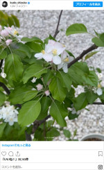 リンゴの花（2025年4月10日の投稿より）　※「工藤静香」インスタグラム