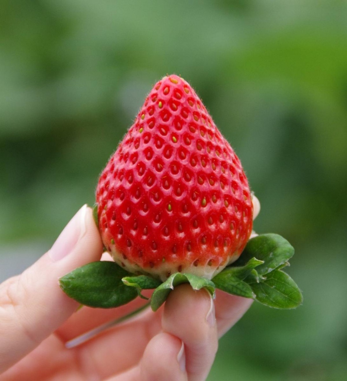 20250116「Yokohama Strawberry Festival 2025」