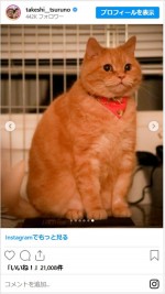 つるの剛士、愛猫・チャコちゃんの旅立ちに悲しみ　※「つるの剛士」インスタグラム