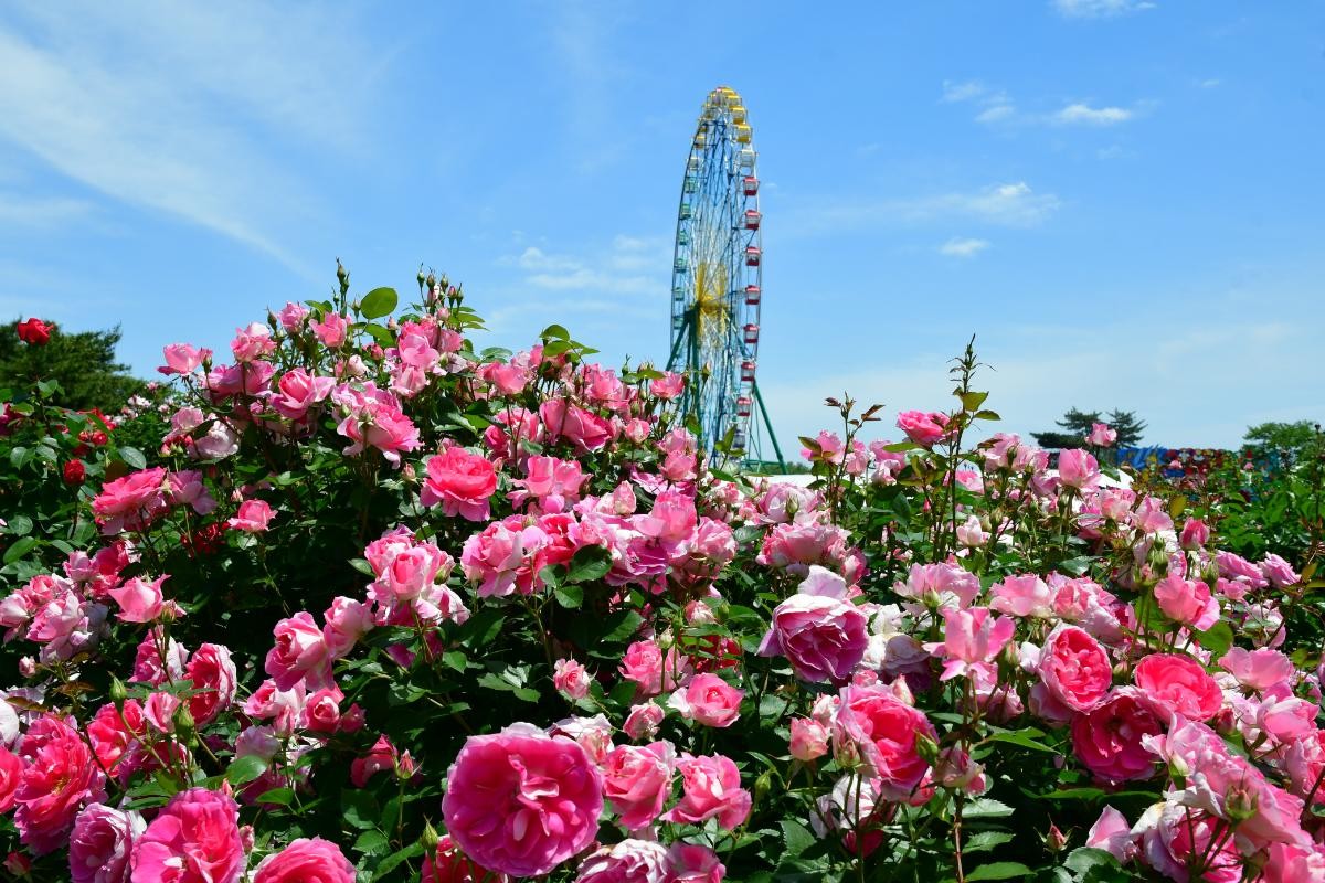 20250314「Flowering2025」