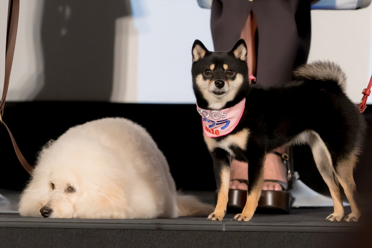 清原果耶、“愛犬”にメロメロ「癒やしでしかない。守りたいにつきます」