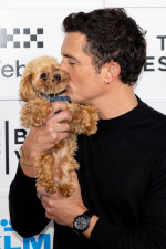 オーランド・ブルーム、トライベッカ映画祭に愛犬と登場